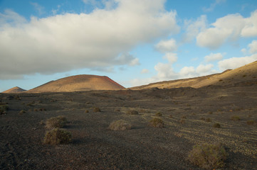 capture of Lanzarote canary 