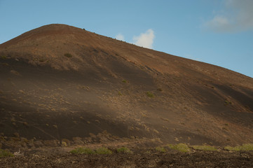 capture of Lanzarote canary 