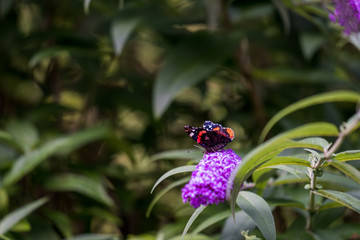 Fly fishing small creeks in Switzerland