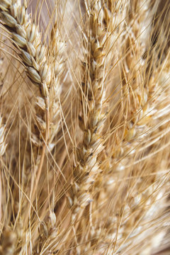 close up picture of gold ears of wheat 