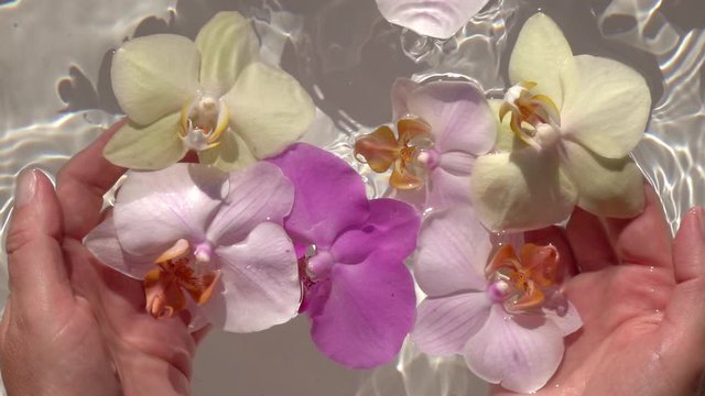 Water droplets falling down on colorful orchids flowers in woman hands against water surface. Close up slow motion shot at sunny day. Lovely romantic decorative background. Top view.
