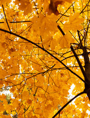 yellow autumn maple leaves as background