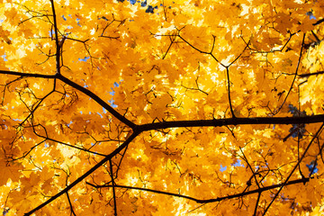 yellow autumn maple leaves as background