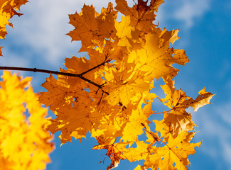 yellow autumn maple leaves as background