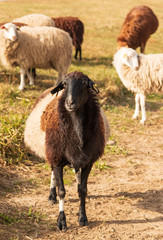 Obraz premium animal ram for a walk