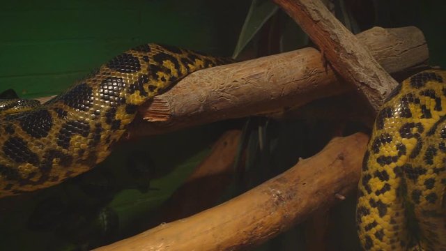 Video of two pythons in a terrarium.1920X1080 Full Hd.