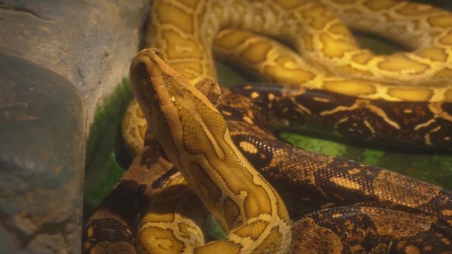 Video of two pythons in a terrarium.1920X1080 Full Hd.