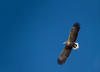 Eagle in flight