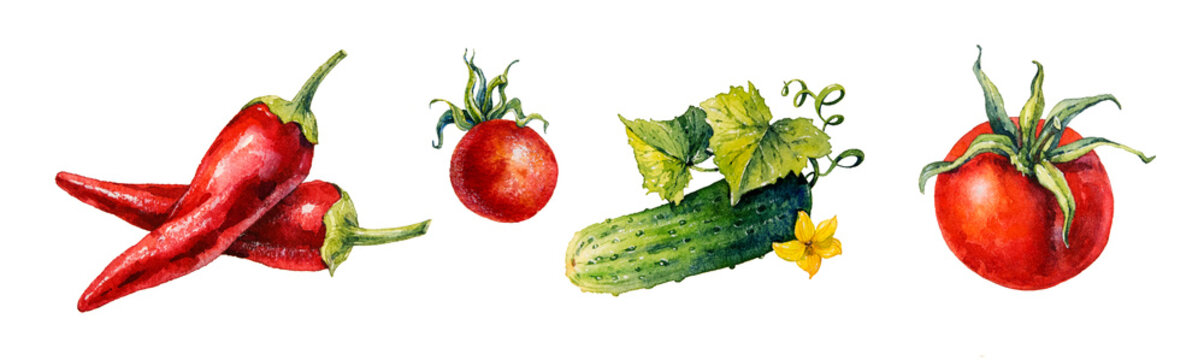 Vegetables. Watercolor illustration.