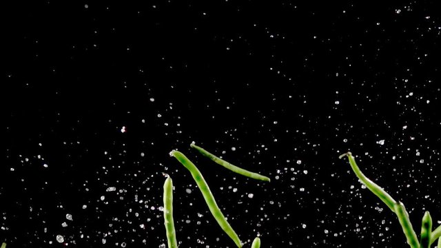 String beans with water droplets on black background collide on black background closeup in super slow motion