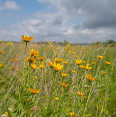 Oxeye daisies blooming in a natural prairie