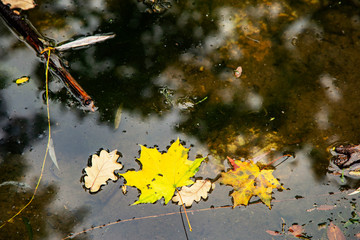 autumn leaves in the lake