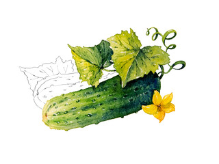 Cucumber. Watercolor illustration.