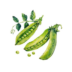 Peas. Watercolor illustration.