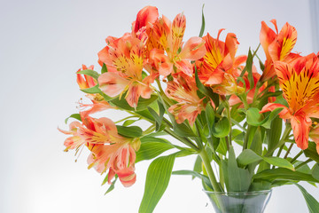 astromeliad flower