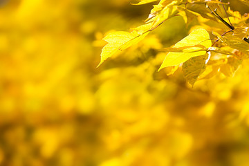 autumn leaves background.