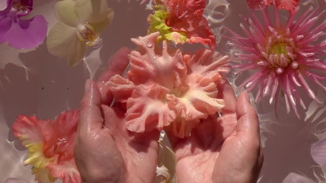 Big single drops of water falling down on beautiful sword lily (Gladiolus) in woman hands. Colorful flowers floating on the water surface as beautiful relax decoration. Close up slow motion shot. Top 