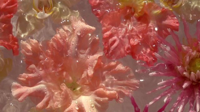 Sparkling rain drops falling on romantic colourful flowers, floating on the water surface as beautiful relax decoration. Close up slow motion shot. Top view.