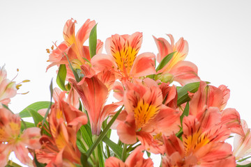 Obraz na płótnie Canvas astromeliad flower ORANGE