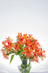astromeliad flower