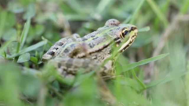 Jumping Frog in Forest
