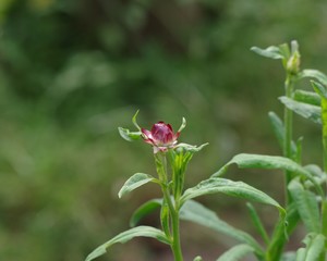 咲きかけている小さな花