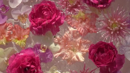 Sparkling water drops falling down on romantic colourful flowers, floating on the water surface as beautiful relax decoration. Close up slow motion shot. Top view.