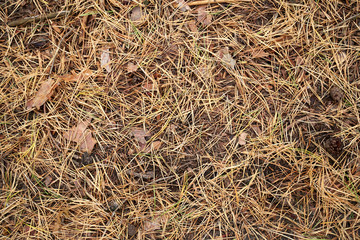 Photo of old leaves, needles, cones in autumn forest