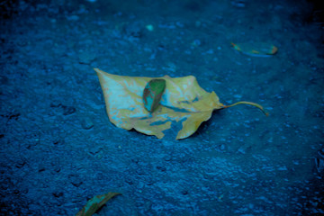 FEUILLE MORTE (AVOCATIER)