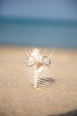 貝殻と指輪