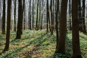 Bäume Wald