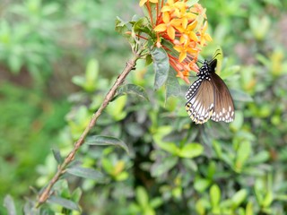 Kerala, papillon noir, fleur Ixora, Inde du Sud, série