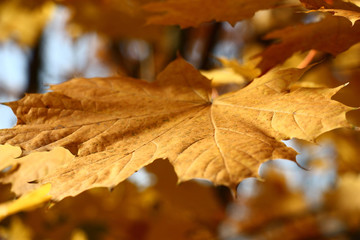 Single yellow leaf of a maple on an indistinct background of different colors.