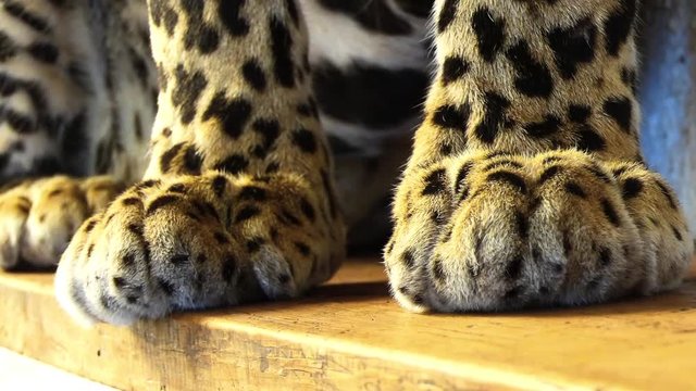 Big leopard paws on a wooden board.