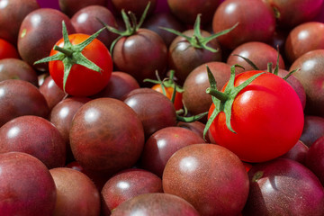 Delicious red and purple tomatoes . Summer day in tray market . It can be used as background. selective focus