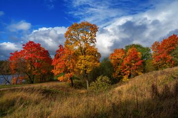 Bright Sunny autumn landscape with red trees.