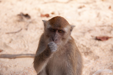 Fototapeta premium A close-up portrait of a long-tailed macaque monkey sitting on a beach.