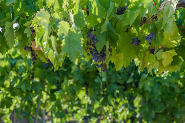 juicy ripe grapes in the mountains of Crimea. Crimea in September. Time for grapes. Plantation winemakers.