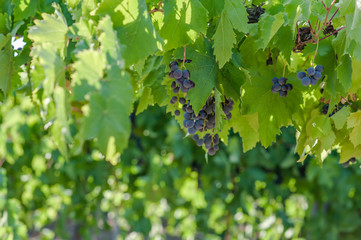 juicy ripe grapes in the mountains of Crimea. Crimea in September. Time for grapes. Plantation winemakers.