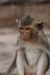 Young monkey sitting by the side of the road. Macaque portrait. Monkey life among people in Asian cities.