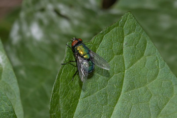Bluebottle on leaf