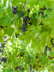 juicy ripe grapes in the mountains of Crimea. Crimea in September. Time for grapes. Plantation winemakers.