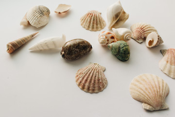 Pile of beautiful sea shells on white background