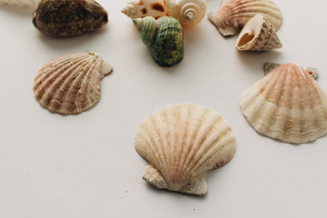Pile of beautiful sea shells on white background