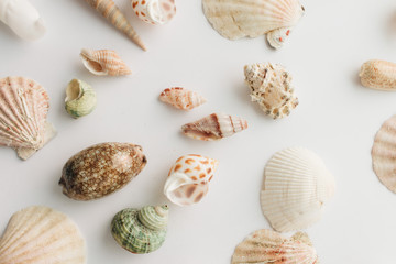 Pile of beautiful sea shells on white background