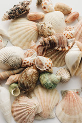 Pile of beautiful sea shells on white background