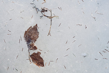 Leaves caught in the ice.