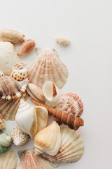 Pile of beautiful sea shells on white background