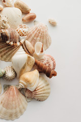 Pile of beautiful sea shells on white background