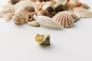 Pile of beautiful sea shells on white background